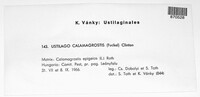 Ustilago calamagrostidis image